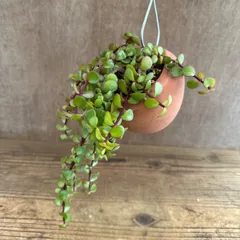 【パルムポット】ポーチュラカリア 現品 Portulacaria  カナボウノキ科 ポーチュラカリア属  観葉植物 観葉 植物  ハンギング インテリア プレゼント おしゃれ かわいい  グリーン