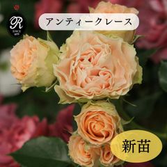 バラ苗(入手困難廃盤品種) 超激レア種 接ぎ木大苗 アール・デコ アールデコ バラ苗 接木新苗 廃盤品種 4号ポット 薔薇 苗 - メルカリ