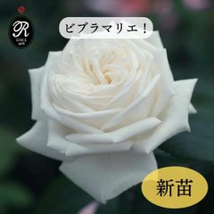 バラ苗 珍しい斑入りバラ苗 ヘルシューレン 四季咲き ホワイト - メルカリ