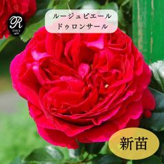 ルージュピエールロンサー○ バラ 挿し木苗 大株 蕾付き - メルカリ