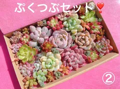 ② クーポンあり❣️ ぷくつぶセット❣️寄せ植えセット　カット苗　ピンク多肉　多肉弁当　美人　エケベリア　セダム　パキフィツム　チーズ　韓国苗入り