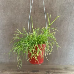 【リメイクポット】リプサリス カスッサ ハンギング赤 リプサリス カスッサ  Rhipsalis cassutha カスタ バッキフェラ 糸葦 イトアシ 森林サボテン ジャングルサボテン 観葉植物 観葉 植物 多肉植物 多肉 カクタス サボテン グリーン