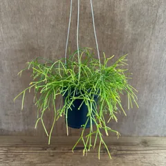 【リメイクポット】リプサリス カスッサ ハンギング 紺 リプサリス カスッサ  Rhipsalis cassutha カスタ バッキフェラ 糸葦 イトアシ 森林サボテン ジャングルサボテン 観葉植物 観葉 植物 多肉植物 多肉 カクタス サボテン グリーン