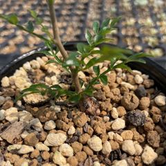 ボスウェリア ソコトラナ 実生① boswellia socotrana - メルカリ