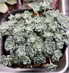 多肉植物 白雪ミセバヤ ケープブランコ もりもり抜き苗ポットの中全部