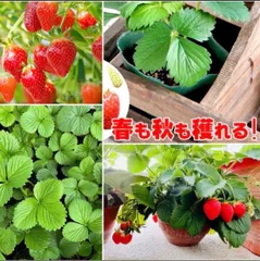 2026年最新】無農薬 いちごの人気アイテム - メルカリ