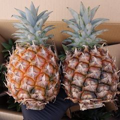 腰痛餅さま専用南国 石垣島産 ピーチパイン栽培苗 育成苗 50株セット