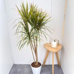 希少 大型 ドラセナ ホワイトボリー アンティーク調 陶器鉢 植え込み