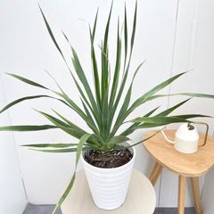 ドラセナ☆ユッカ エレファンティペス☆幸福の木☆観葉植物☆大きめ