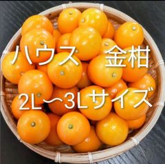 ハウス金柑　(3L·2L混合)　宮崎県産　箱込み２kg