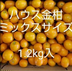 ハウス金柑　(Ｌ·М·Ｓ混合)　宮崎県産　1.2kg(宅急便コンパクト発送)