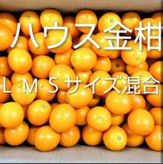 ハウス金柑　(Ｌ·М·Ｓ混合)　宮崎県産　箱込み２kg