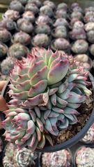 Top【選抜株】多肉植物　21295ファイヤーピラー　12個　鉢無し/脱土 Top【選抜株】多肉植物 21295ファイヤーピラー 12個 鉢無し/脱土