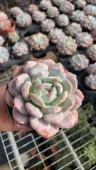 新入荷 オレンジ×18株 Z4833抜き苗 多肉植物　詰め合わせ アエオニウム エケベリア サボテン 韓国苗
