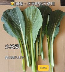 農薬・化学肥料不使用　露地物　ペット推奨　小松菜　ネコポスでお届け