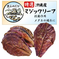 里山めだか マジックリーフ モモタマナ 国産 水質改善 ベタリーフ ベタ メダカ 軟水葉 水槽 レイアウト ブラックウォーター めだかのベッド (15枚) [15枚]
