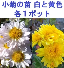 2026年最新】ピンクの小菊の人気アイテム - メルカリ