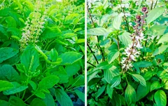 m u s s y 様  専 用 ガパオとホラパーセット