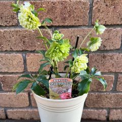 クリスマスローズ開花苗ダブル 二種植え - メルカリ