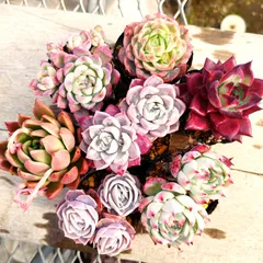 多肉植物 エケベリア  7種セット ee2 抜き苗