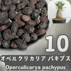 種子10粒」オペルクリカリア パキプス - メルカリ