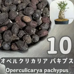 2026年最新】オペルクリカリアの人気アイテム - メルカリ