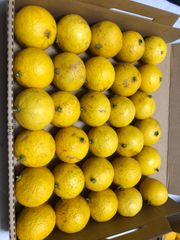 黄金柑小粒30個