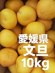 愛媛県産　文旦　柑橘　10kg