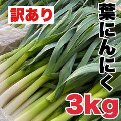 訳あり品 【農家直送】高知県特産‼️葉ニンニク 3kg 即購入OK rku