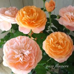 四季咲き性♡ミニバラ♡ジューシーテラッツァ♡鉢ごと♡ - メルカリ