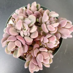 【チェリーボンボン】多肉植物