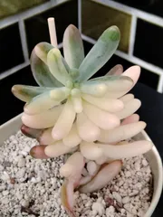 【乙女心錦】　B　多肉植物