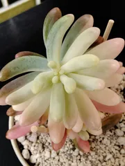 【乙女心錦】　C　多肉植物