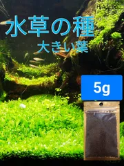 最安値＆最速発送 パールグラス系 種 アクアリウム 大きい葉 シード ビオトープのサムネイル