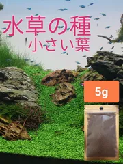 最速発送 パールグラス系 種 アクアリウム 小さい葉 シード ビオトープのサムネイル
