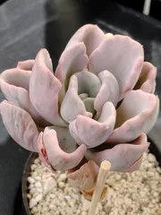 【オルペット錦】　虹斑　木立ち　多肉植物