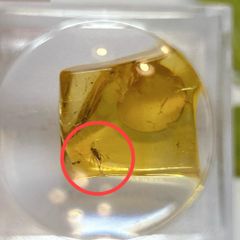 ミキモト真珠島、小粒ですが美しいパールが閉じ込められた…置物