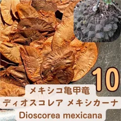 2026種子10粒 メキシコ亀甲竜 ディオスコレア メキシカーナ Dioscorea mexicanaのサムネイル