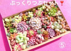 ⑤ クーポンあり❣️ ぷっくりつぶつぶセット❣️寄せ植えセット　カット苗　ピンク多肉　多肉弁当　美人　エケベリア　セダム　パキフィツム　チーズ　韓国苗入り