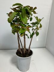 稀少品種】イゼナ松盆栽 - メルカリ