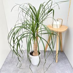 トックリラン ポニーテール マヤパーム 観葉植物 - メルカリ