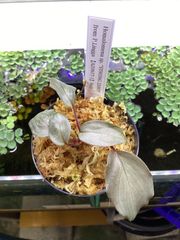 熱帯植物 Homalomena sp. Tapanuli 銀平襞-雫 - メルカリ