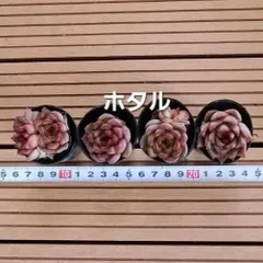 多肉植物『ホタル』セット