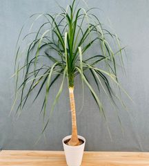 トックリラン ポニーテール マヤパーム 観葉植物 - メルカリ