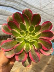 多肉植物。 新品種 アエオニウム魅金七彩錦 - メルカリ