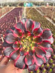 観葉植物アエオニウム錦❤️スーパーバン❤️ 状態図 - メルカリ