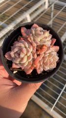 Top【選抜株】多肉植物　265148ベビー ドラゴン　35個　鉢無し/脱土 Top【選抜株】多肉植物 265148ベビー ドラゴン 35個 鉢無し/脱土 | Mercari