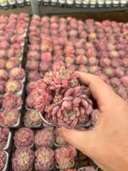 新入荷 キンジャク×24株 Z3938抜き苗 多肉植物　詰め合わせ アエオニウム エケベリア サボテン 韓国苗
