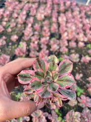 多肉植物。アエオニウム。ラス錦法師錦（20頭以上） - メルカリ