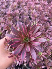 新入荷 クジャク×32株 Z4238抜き苗 多肉植物　詰め合わせ アエオニウム エケベリア サボテン 韓国苗
